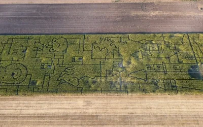 Labirint de poveste lângă România: Aventură printre 2,5 km de porumb înalt