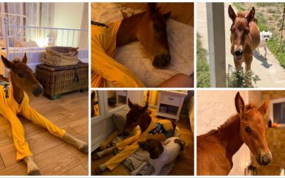 Mânzul orfan Marlie, vedetă pe net: Poza lui adorabilă a cucerit România