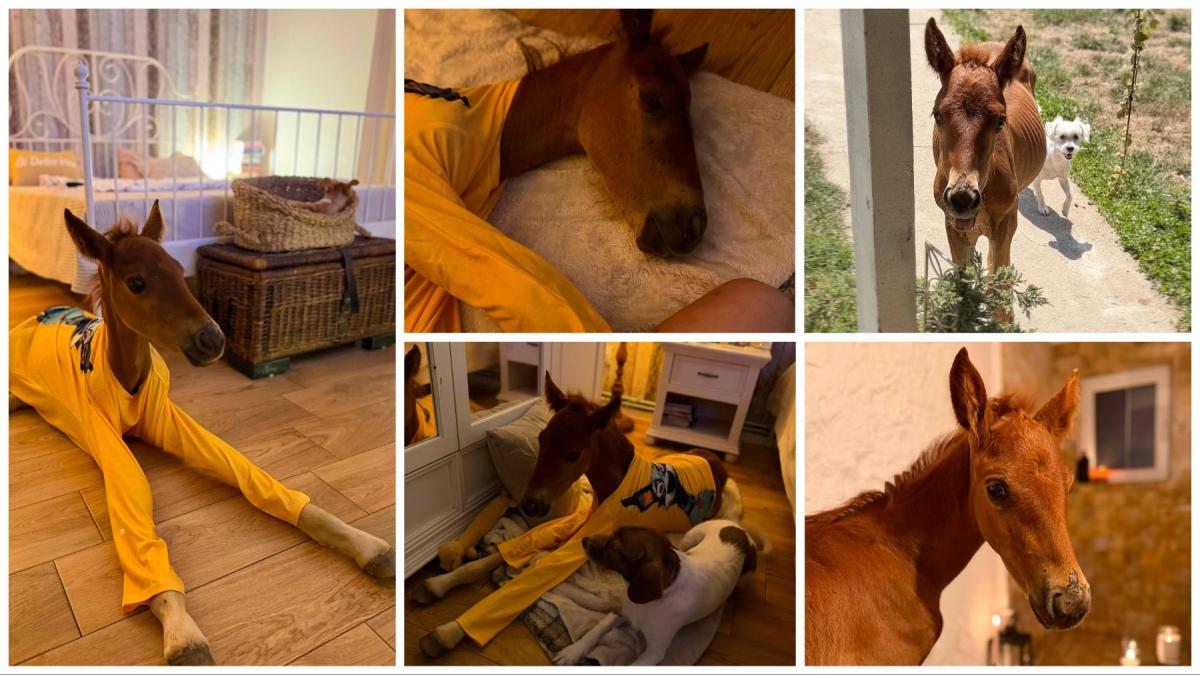 Mânzul orfan Marlie, vedetă pe net: Poza lui adorabilă a cucerit România