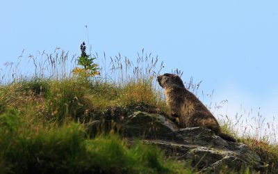 Franța, sub presiune: Opriți vânătoarea de marmote