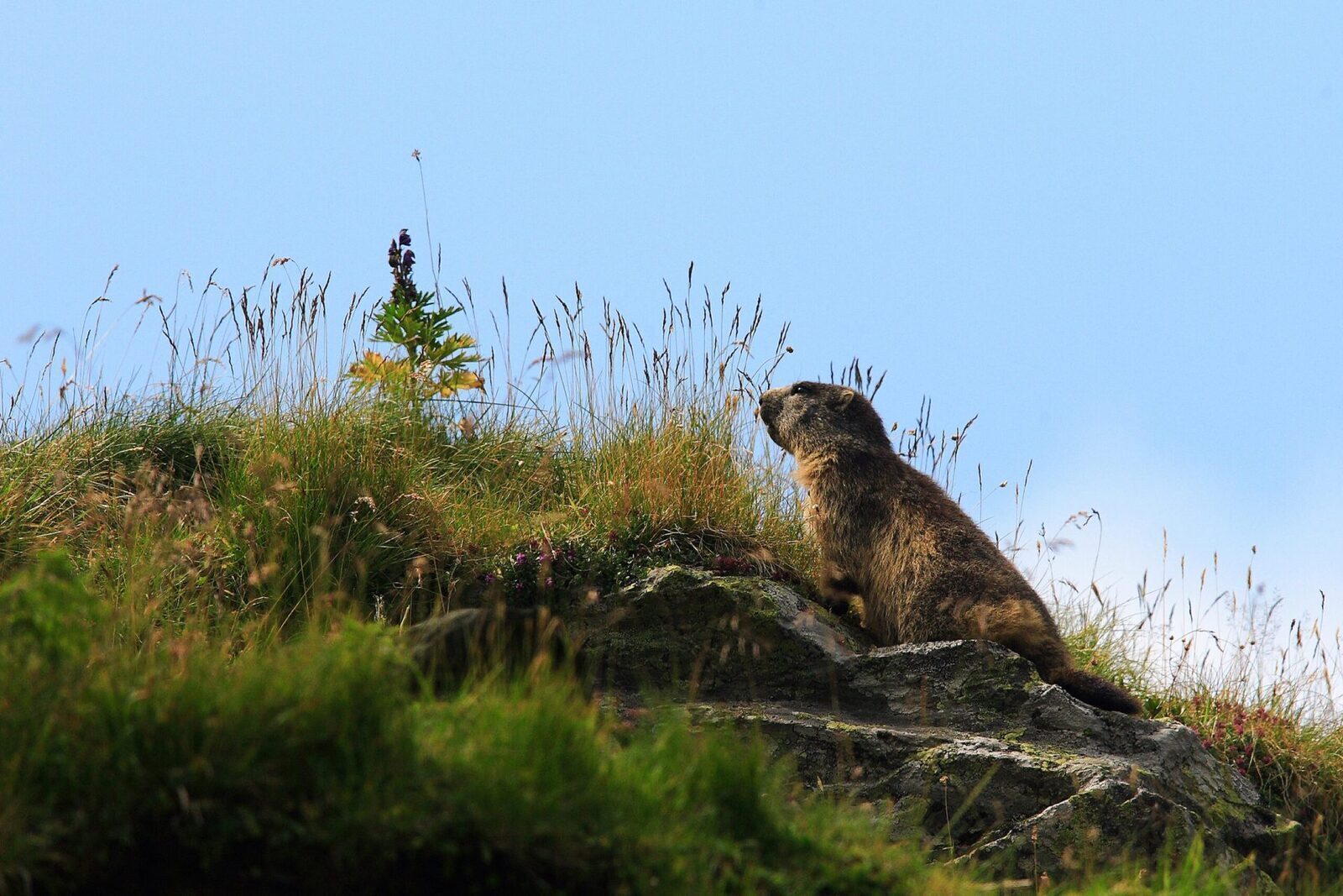 Franța, sub presiune: Opriți vânătoarea de marmote