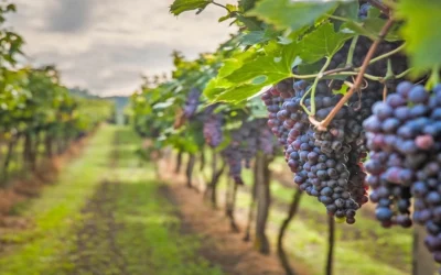 Fonduri UE pentru vinificatori: 11 milioane euro, cine se înscrie