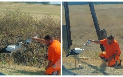 Muncitor de la Drumuri, Erou Național în Ungaria