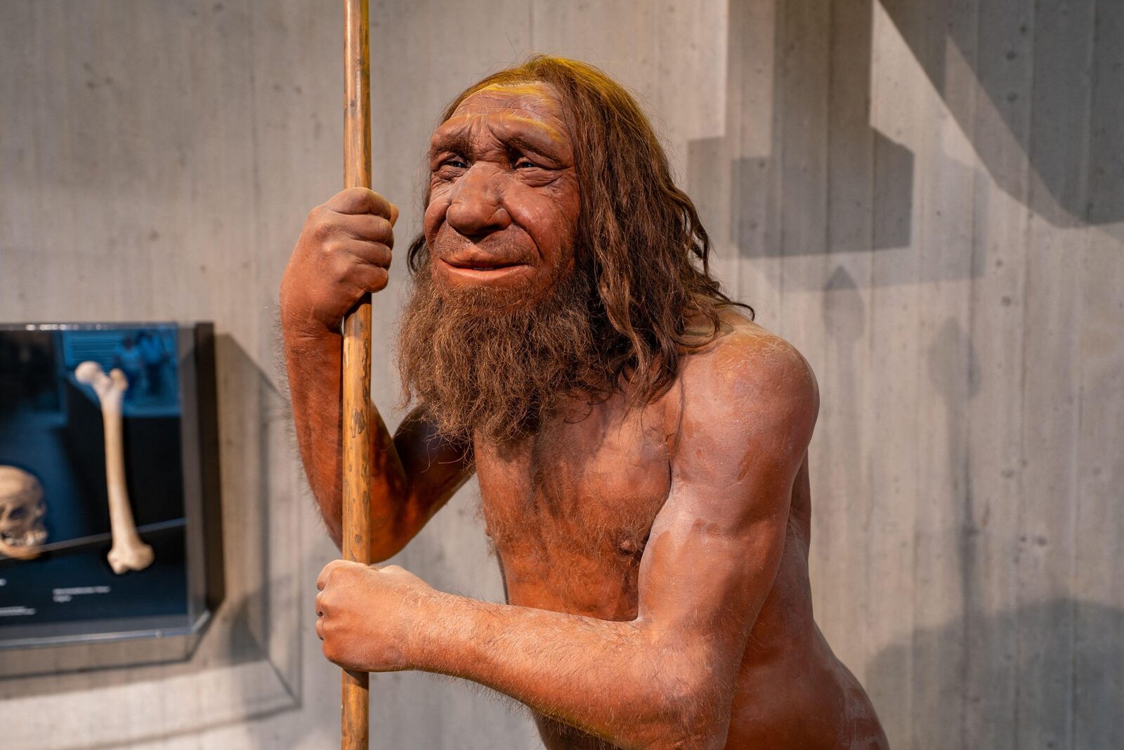 Moștenirea Neanderthalilor: Gena super-musculoasă, nu la toți oamenii