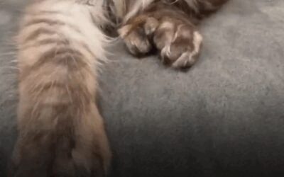 Pisică cu 29 de degete, campioană mondială! Cum arată Maine Coon