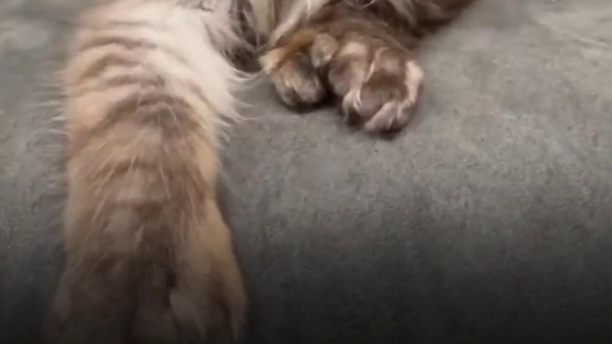 Pisică cu 29 de degete, campioană mondială! Cum arată Maine Coon