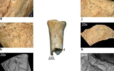 Neandertalienii, unelte din os în România premieră