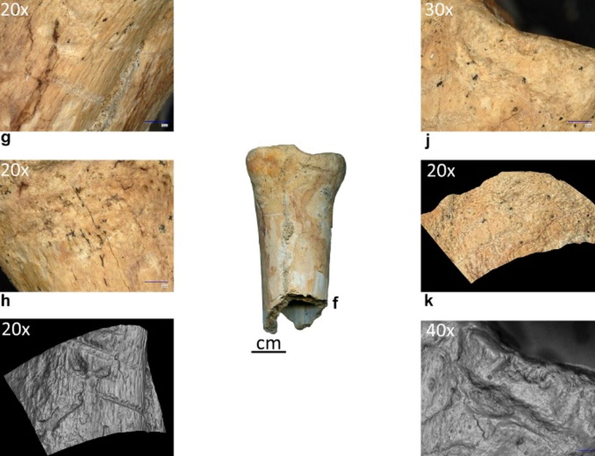 Neandertalienii, unelte din os în România premieră