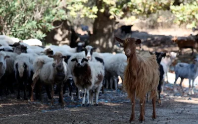 CE decizii UE pentru focare de variolă la ovine/caprine în BG și RO
