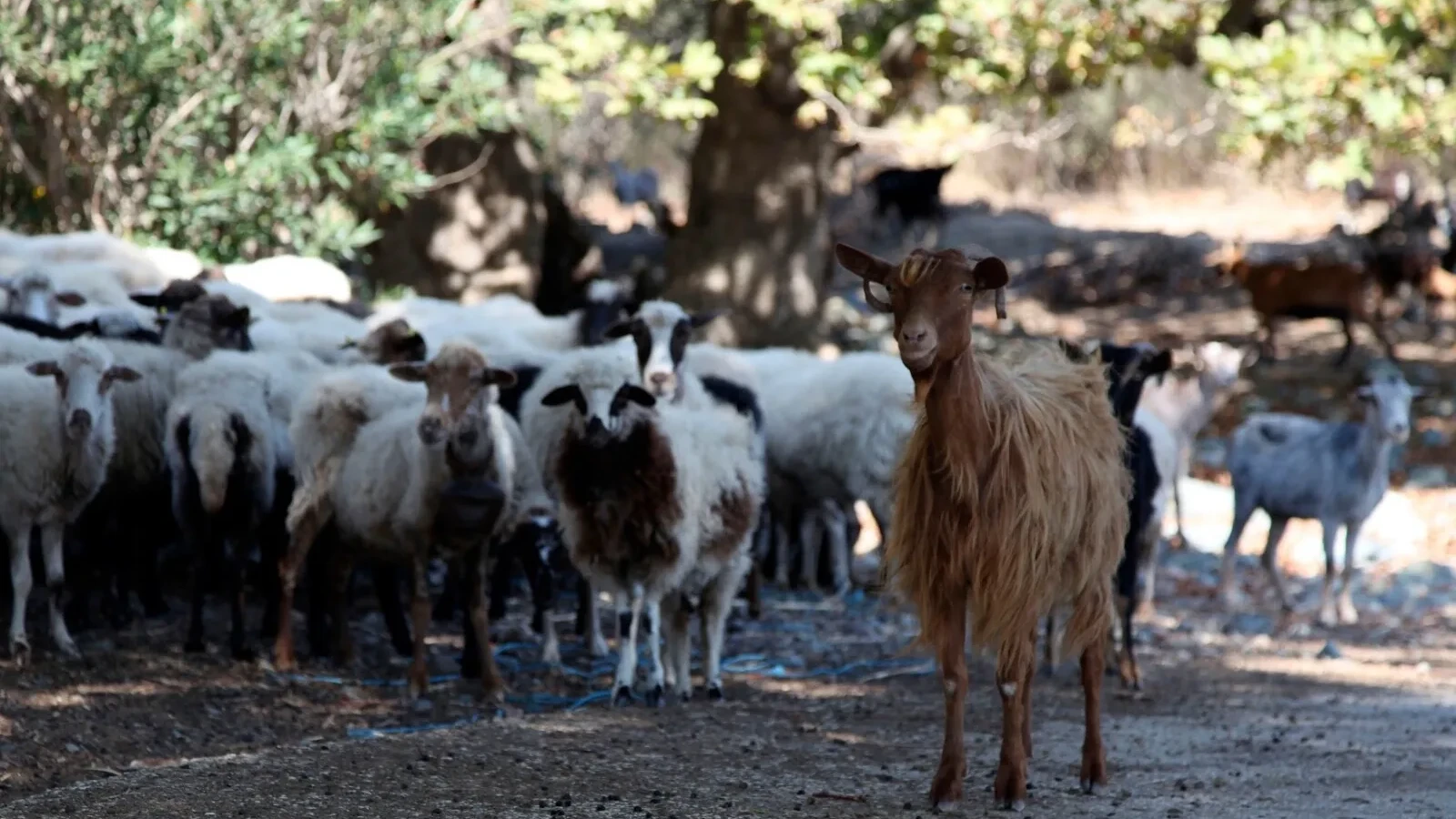 CE decizii UE pentru focare de variolă la ovine/caprine în BG și RO