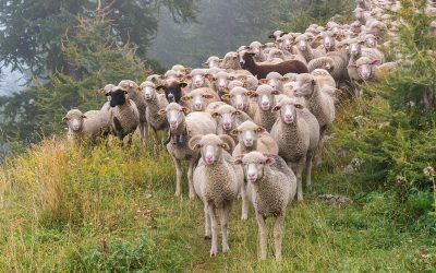 Peste 100 de forțe, pe șosele contra transporturilor ilegale de animale