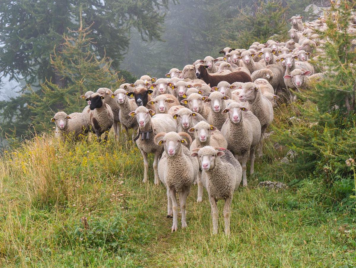 Peste 100 de forțe, pe șosele contra transporturilor ilegale de animale