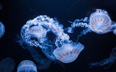 Meduze gigantice au oprit o centrală nucleară. Câte reactoare, sub tăcere