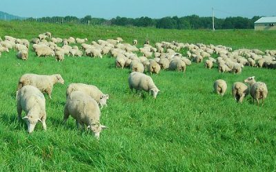 Focare de variola oilor, România: Noi cazuri în sud