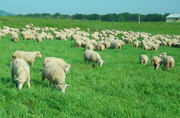 Focare de variola oilor, România: Noi cazuri în sud