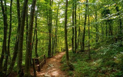 Copil de 8 ani lăsat dezbrăcat în pădure. Ce s-a întâmplat apoi