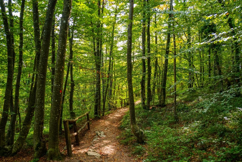 Copil de 8 ani lăsat dezbrăcat în pădure. Ce s-a întâmplat apoi