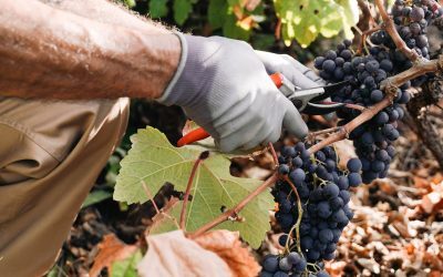 Fumul incendiilor, pericol pentru vinul Franței: Viticultorii, îngrijorați