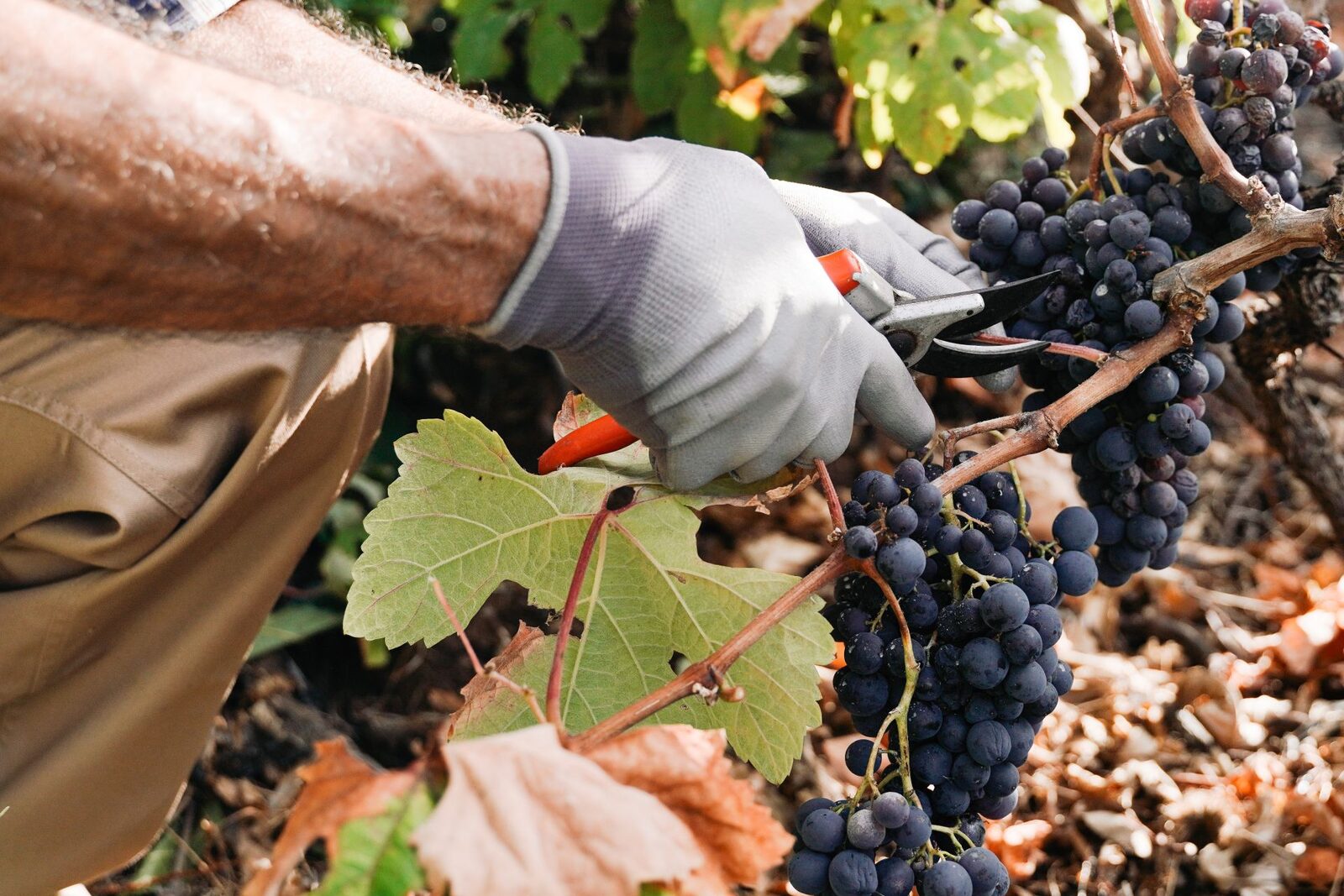 Fumul incendiilor, pericol pentru vinul Franței: Viticultorii, îngrijorați