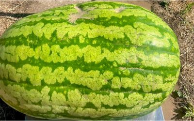 Moldova: Pepene uriaș de 74 kg uimește lumea