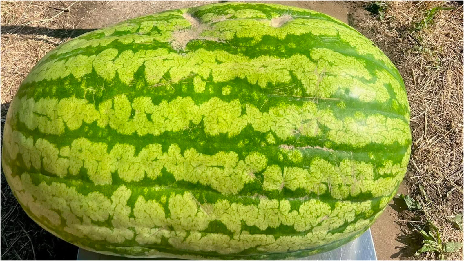 Moldova: Pepene uriaș de 74 kg uimește lumea