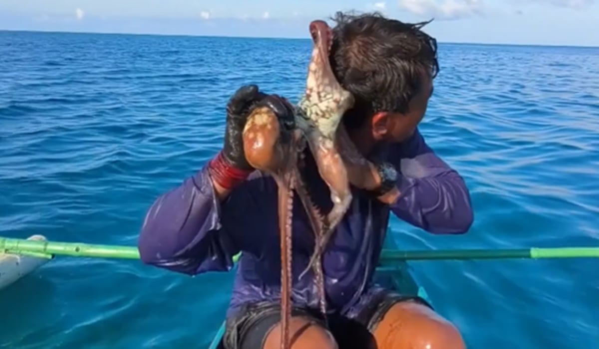 Caracatiță terifiantă a atacat un pescar în Filipine