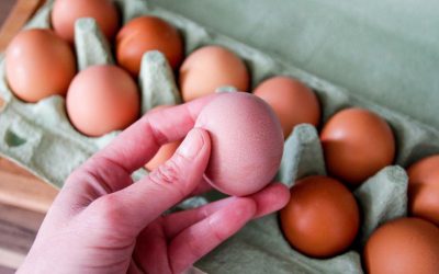 Salmonella în Europa: 300+ bolnavi, ouă din Belgia suspecte