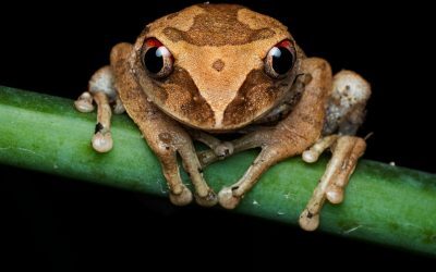 Broscuță de cafea, descoperită în Costa Rica
