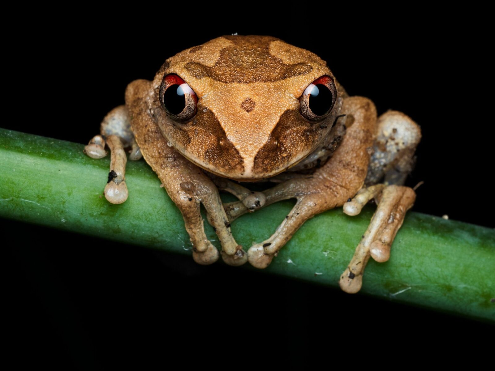 Broscuță de cafea, descoperită în Costa Rica