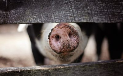 România: Milioane de vieți, vândute pe animale de către comuniști