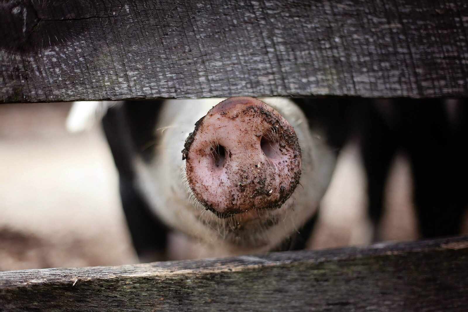 România: Milioane de vieți, vândute pe animale de către comuniști