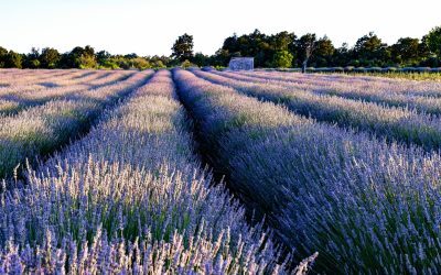 Fermieri și floricultori, atenție: 113 milioane euro granturi noi de la stat