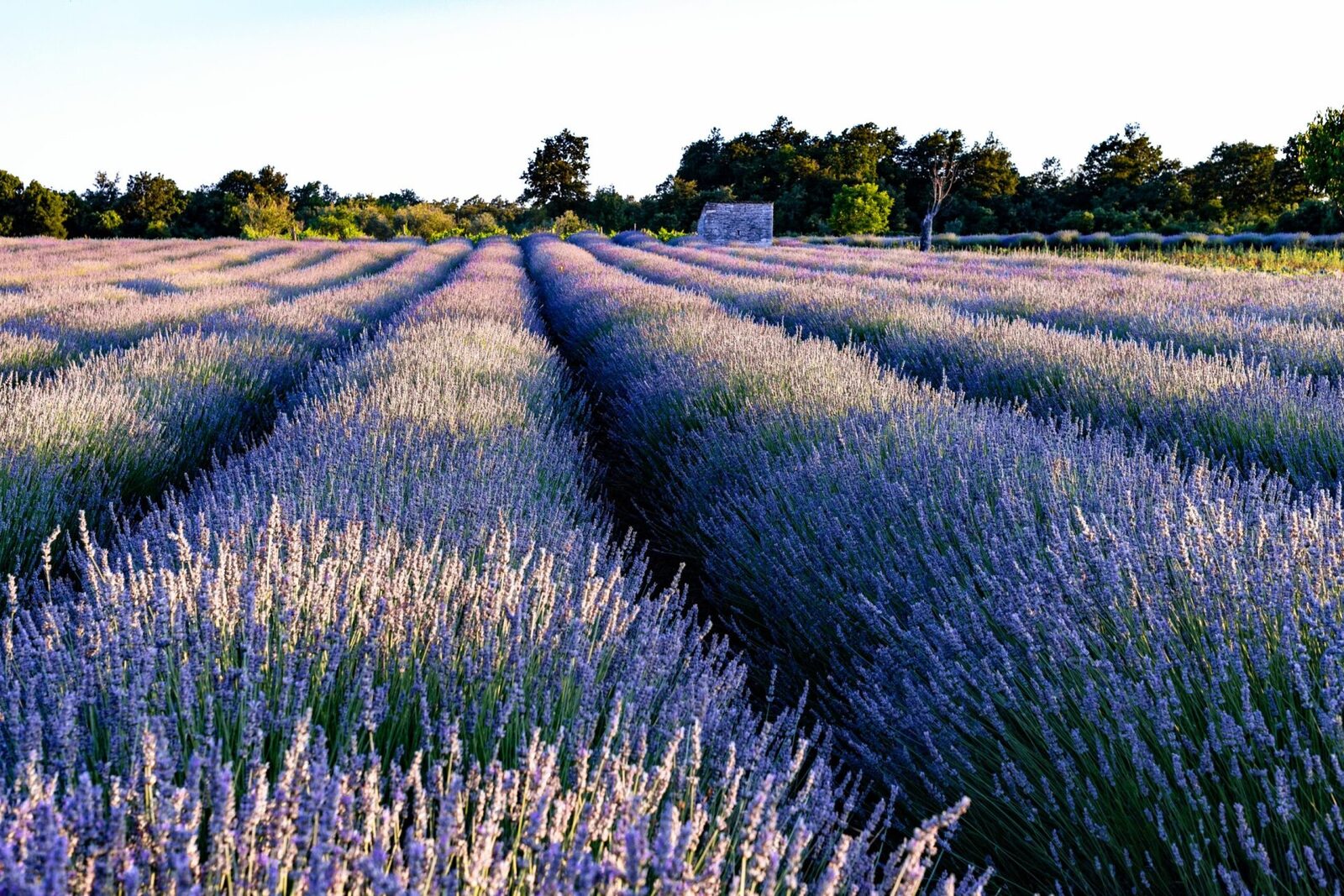 Fermieri și floricultori, atenție: 113 milioane euro granturi noi de la stat