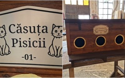 Arad: Căsuțe gratuite pentru pisicile comunitare