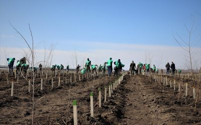 România, peste ținte PNRR! 20.000 ha împădurite, record la Dolj, Constanța