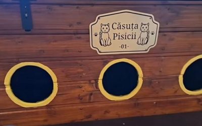 Arad: Adăposturi pentru pisici. Primăria dă căsuțe. Condiția?