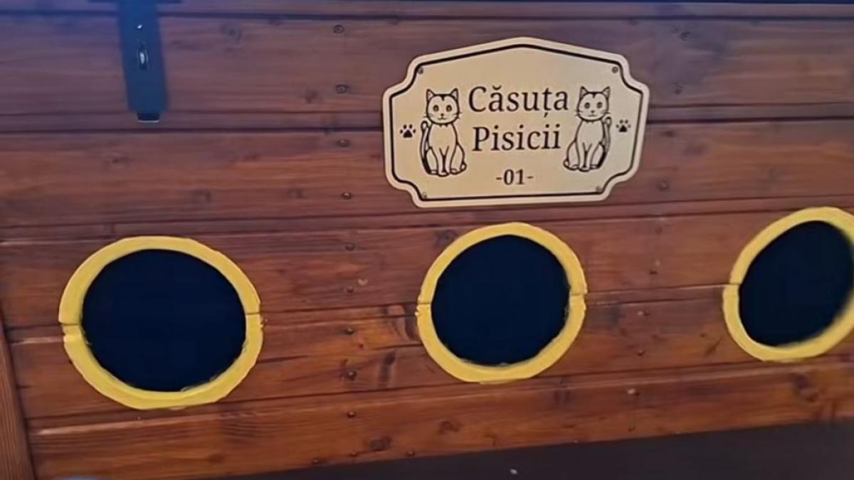 Arad: Adăposturi pentru pisici. Primăria dă căsuțe. Condiția?