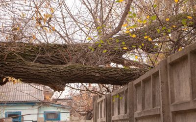 Copaci pe trotuar? Proprietarii riscă amendă dacă nu-i taie