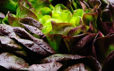 Proteina din carne, crescută în salată: Premieră mondială