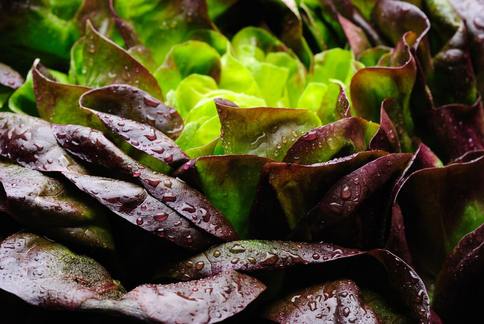 Proteina din carne, crescută în salată: Premieră mondială