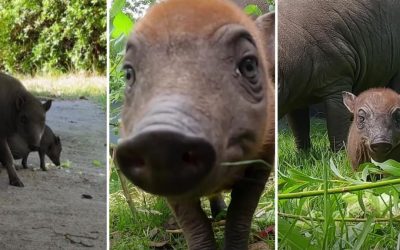 Rana: Porc sălbatic ciudat, vedetă la zoo în Anglia