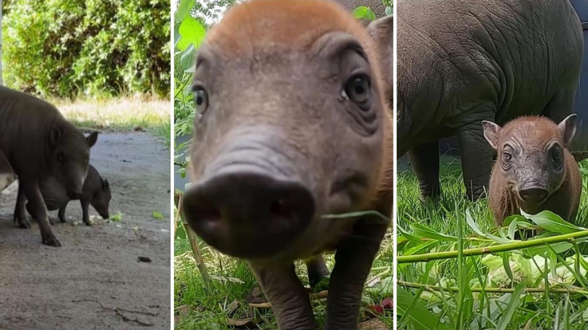 Rana: Porc sălbatic ciudat, vedetă la zoo în Anglia