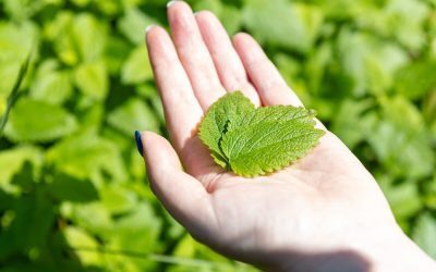 Frunză-minune calmează inima și mintea. Ce spun studiile?