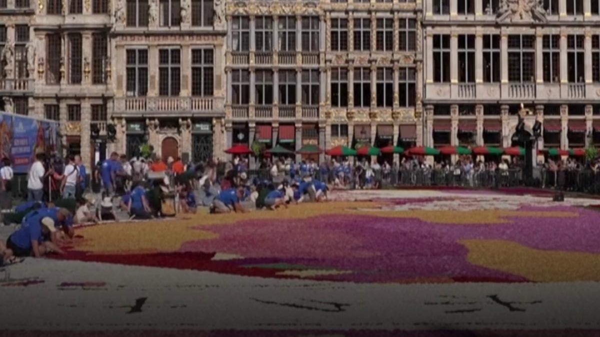 Bruxelles, covor de 500.000 de flori în Grand Place