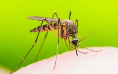 Virusul West Nile lovește Europa. România, în pericol