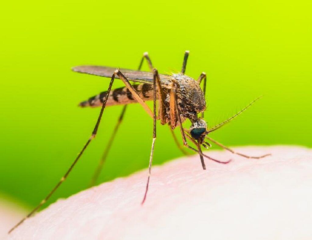 Virusul West Nile lovește Europa. România, în pericol