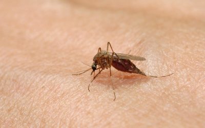 Peste 240 de cazuri, 6 în România