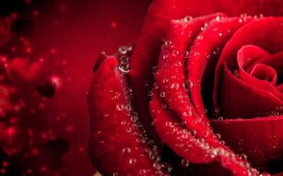 Trandafiri din buchet: Trucul simplu pentru flori spectaculoase