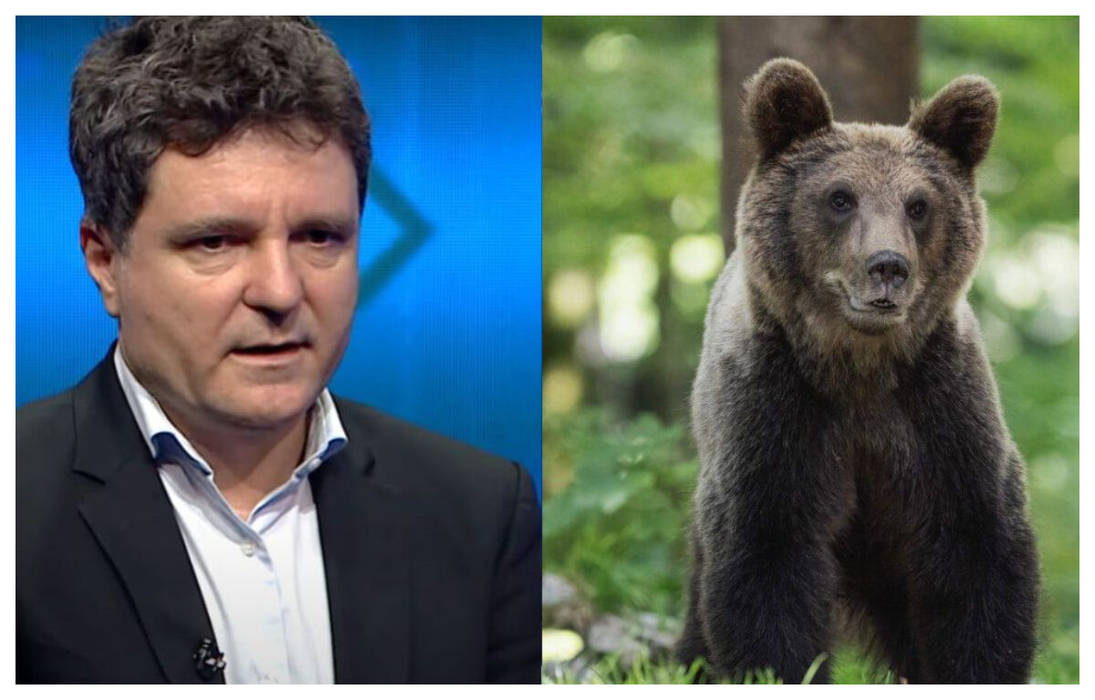 Nicuşor Dan retrimite la Parlament legea pentru urșii „maidanezi”