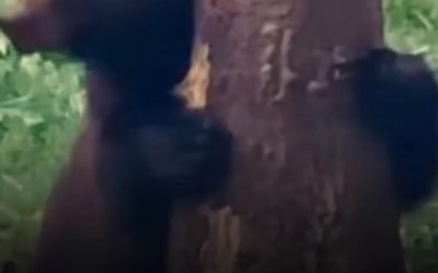 Baloo în Pădurea Broșteni: Ursul amuzant, filmat de Romsilva